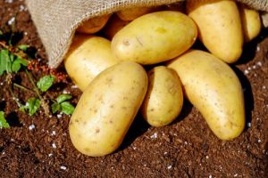 potato starch for bioplastics